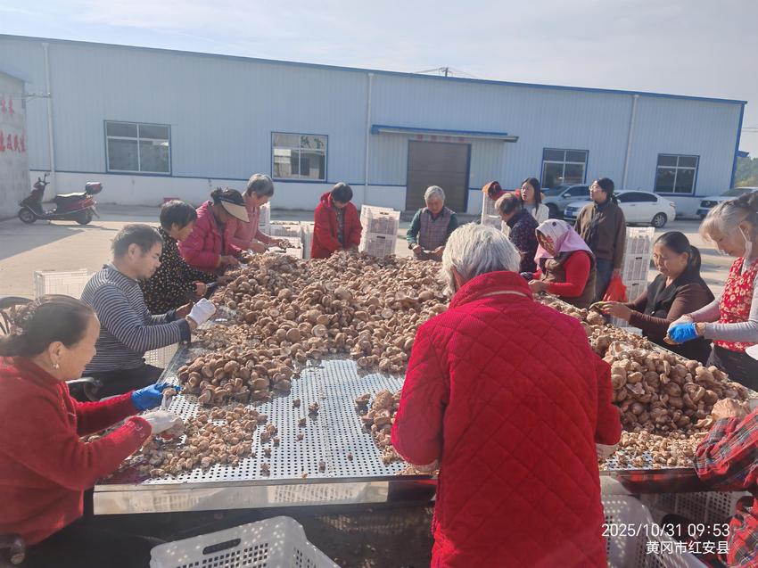 城关镇竹林香菇基地托起安置群众“稳稳的幸福”.docx