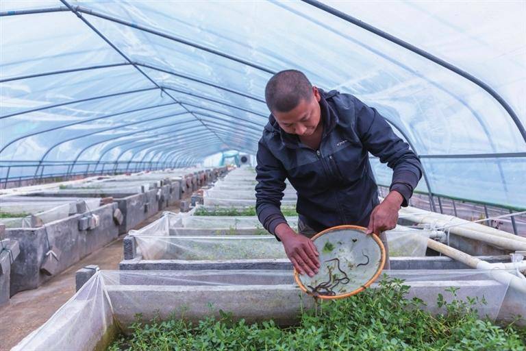 人工育苗 攻克难关