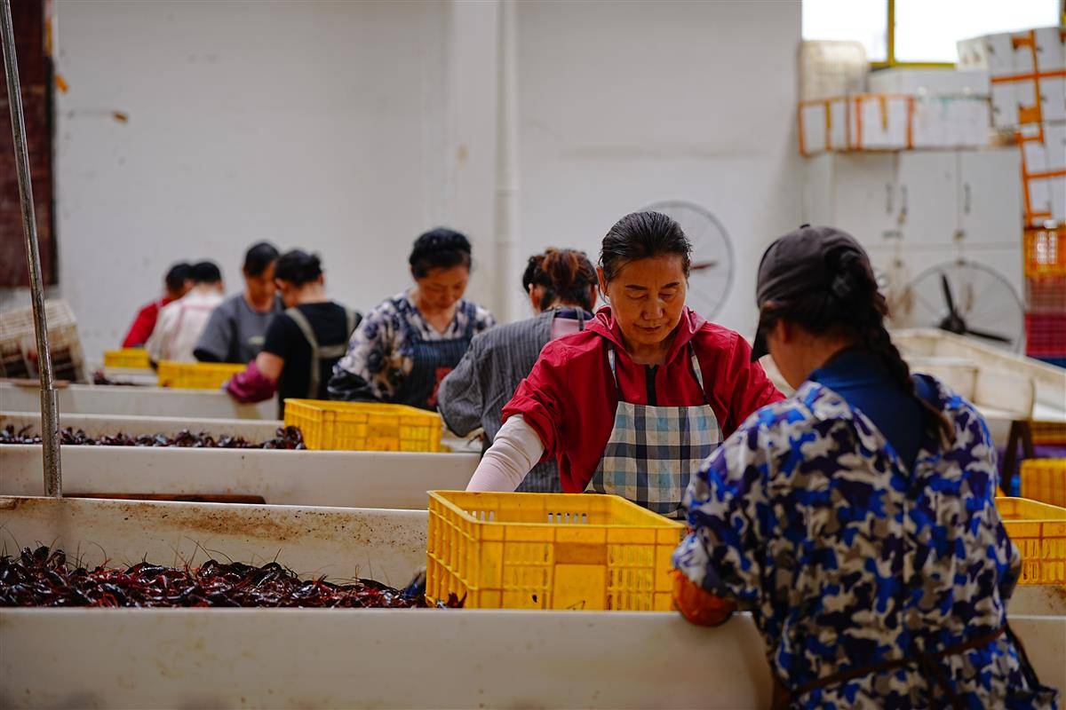 位于潜江的中国小龙虾交易中心一片繁忙。（湖北日报通讯员 关洪磊 摄）