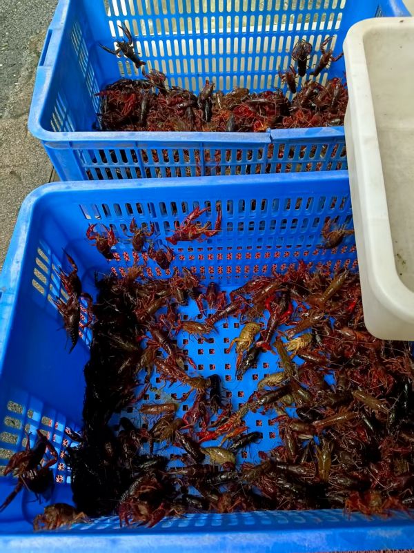 （小胡探市）货少价平，小龙虾季进入尾声((12758206)-20250815092627