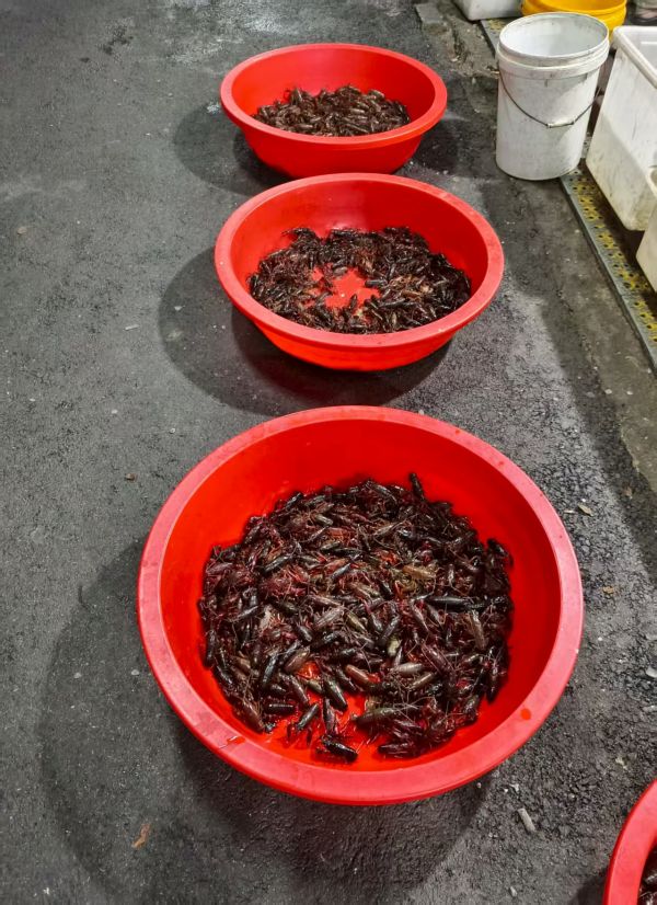 （小胡探市）货少价平，小龙虾季进入尾声((12758202)-20250815092643