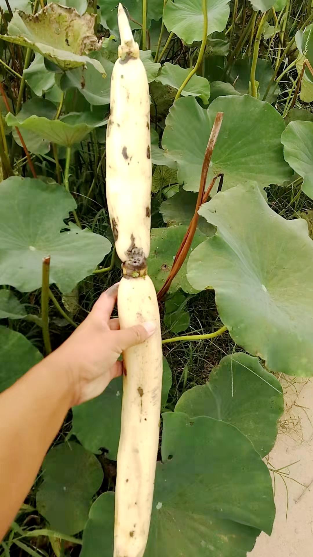 大风中,嘉鱼县陆溪野生莲藕产业有限公司莲藕基地挖藕现场热气腾腾