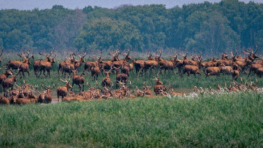 湖北石首：保护区今年新添498头小麋鹿.docx