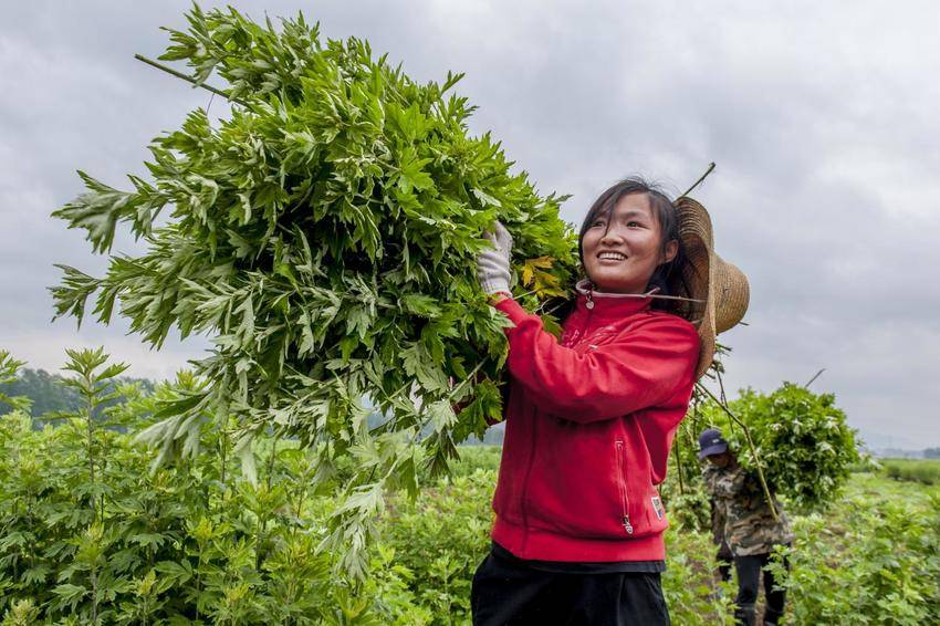 追剧追出养生新潮流？快来蕲春体验明星同款艾灸！.docx