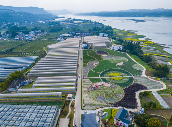 三江村沿着江岸布局产业，蔬菜基地、葡萄园、草莓园串联在一起。（供图/纳溪区安富街道）