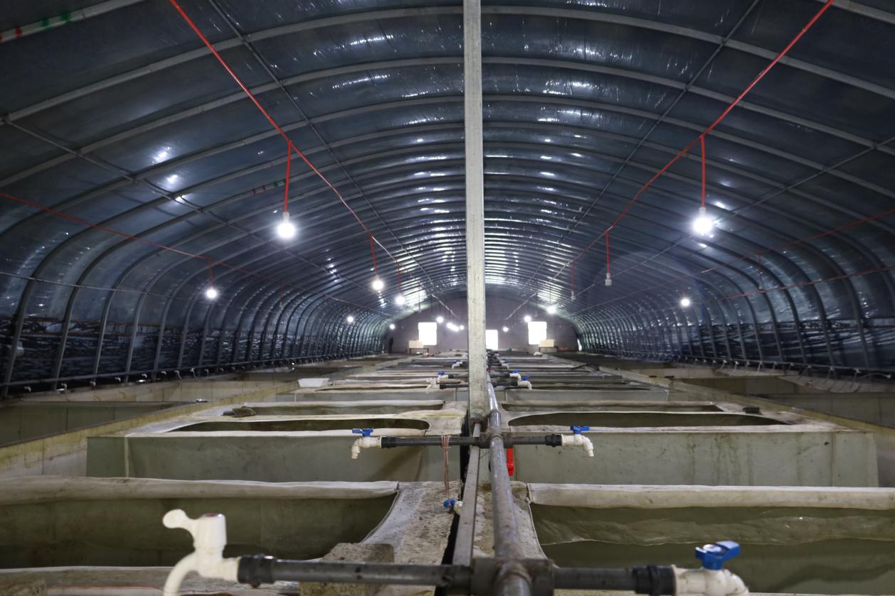 小水蛭“钻”出大产业 高家堰“链”就特色水产新路径.docx