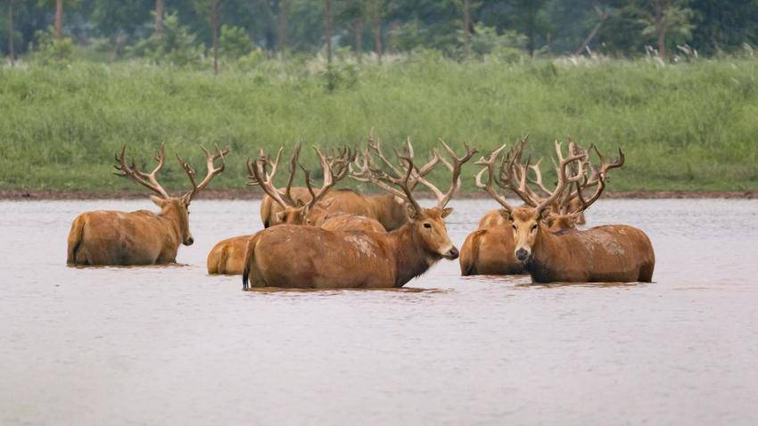 湖北石首：保护区今年新添498头小麋鹿.docx