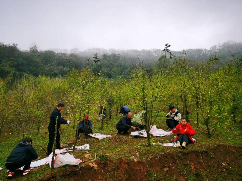 1122中国林科院专家团队赴虎爪山林场进行皂荚种质资源调查工作.docx