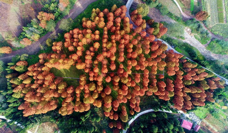 小河水杉树公园鸟瞰