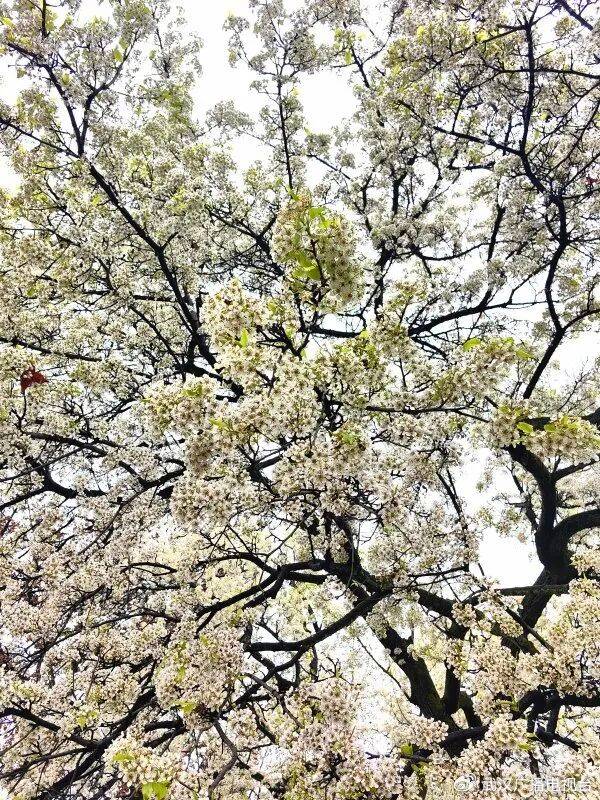 青山公园的“最美梨树”繁花满树。记者明眺生 摄