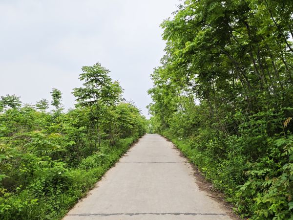 （龙年寻龙）龙凤山：灵宝之地成为休闲乐园(8689084)-20240508085034