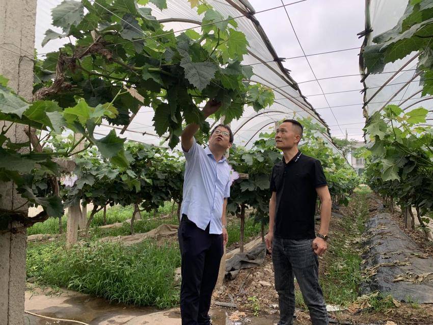科技护航助产业振兴 长江大学助力石首葡萄园重焕生机.docx