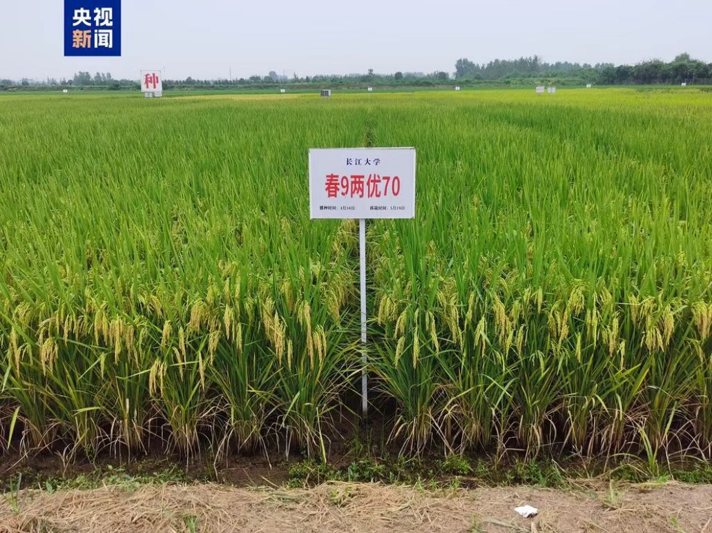 超级稻.jpg