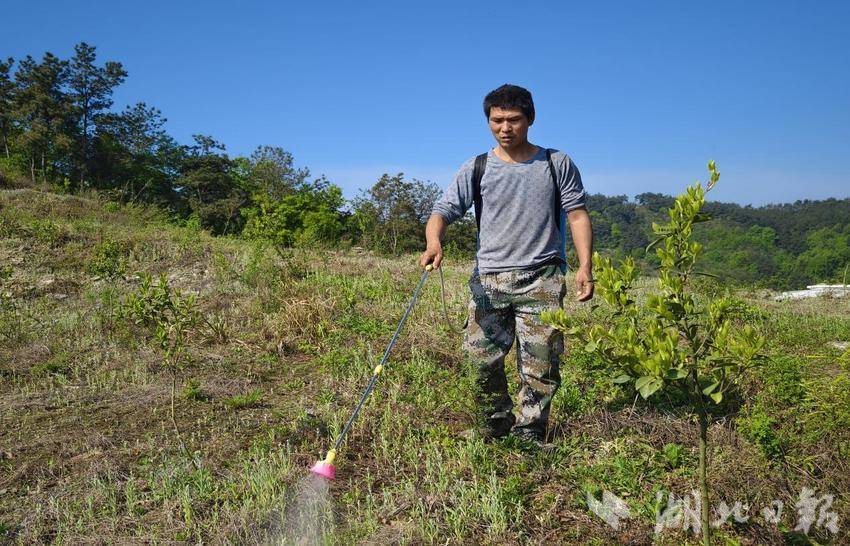 改 武当山井沟村油茶.doc