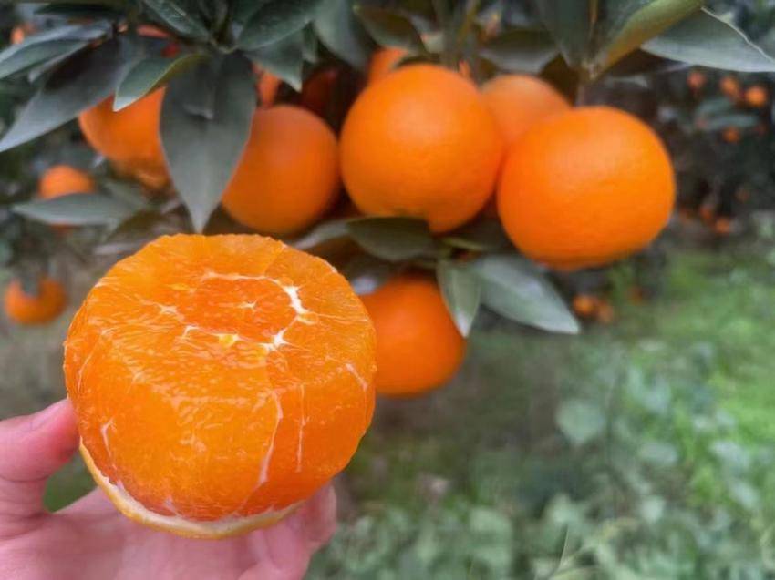 渔峡口镇：一年四季有花开 一年四季有果摘(1).docx