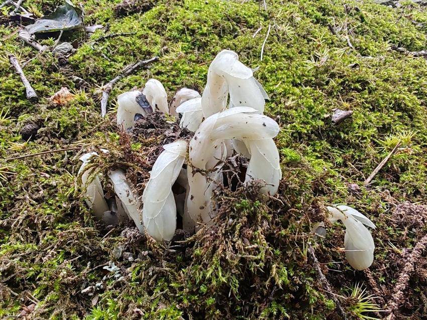 武当山景区发现国家近危级珍稀植物水晶兰.docx