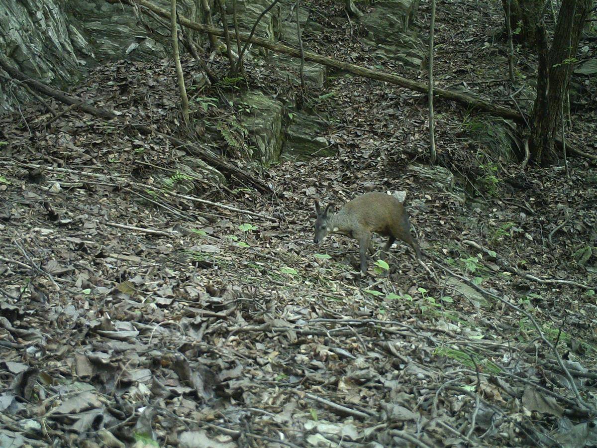 林麝。（红外相机图片）