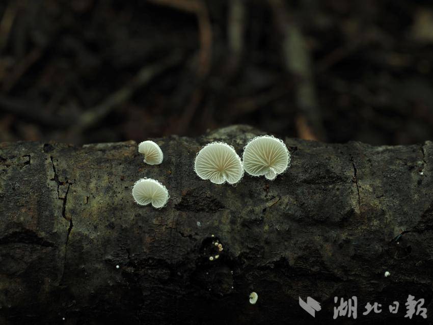 真菌斑褶靴耳 （盖宇鹏 摄）