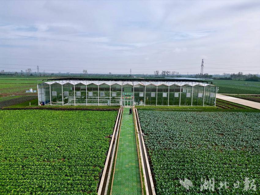 用科技打开现代农业发展新篇章——潘家湾镇蔬菜产业综述（科技篇）.docx