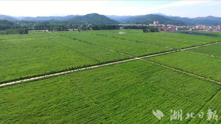 蕲春县蕲艾基地（资料图片）