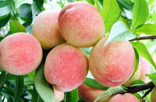 绿叶掩映间，胭脂红鲜桃缀满枝头