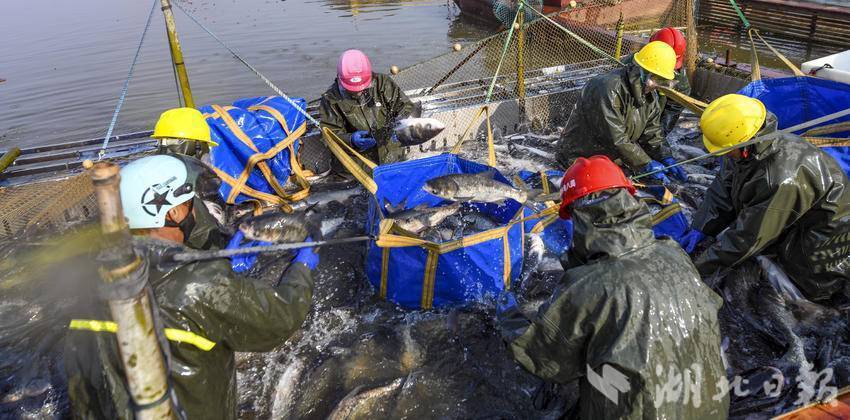 嘉鱼蜜泉湖鱼跃人欢(1).doc