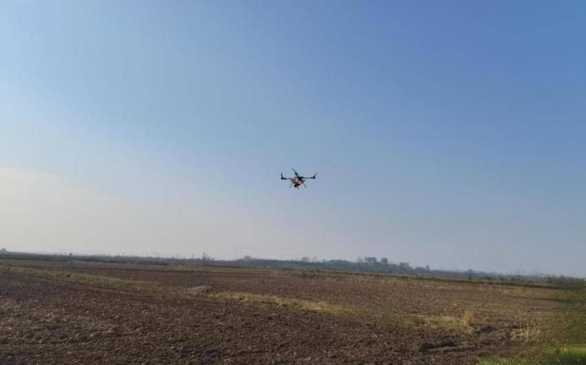 安陆市巡店镇抢晴封闭除草护航麦苗生长.docx