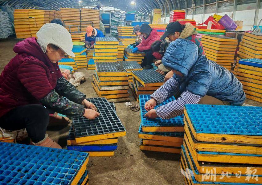 新春走基层｜棚内绿意浓 育苗忙增收 富德蔬菜合作社生产启新程.docx