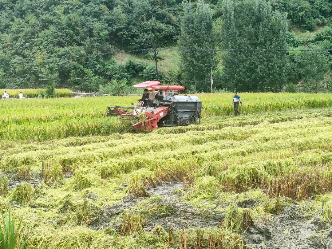 在关防乡回龙村，机械正在收割冷水米.jpg