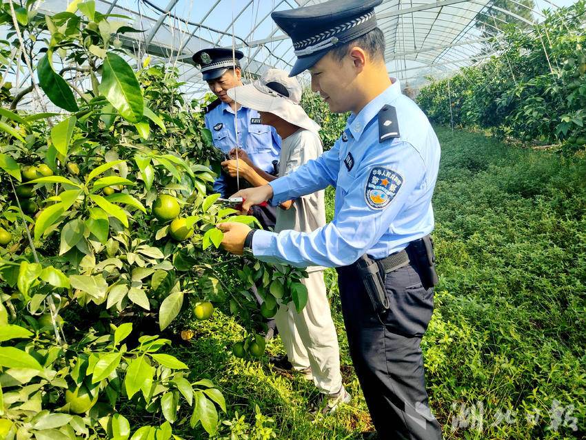 民警帮助果农采收