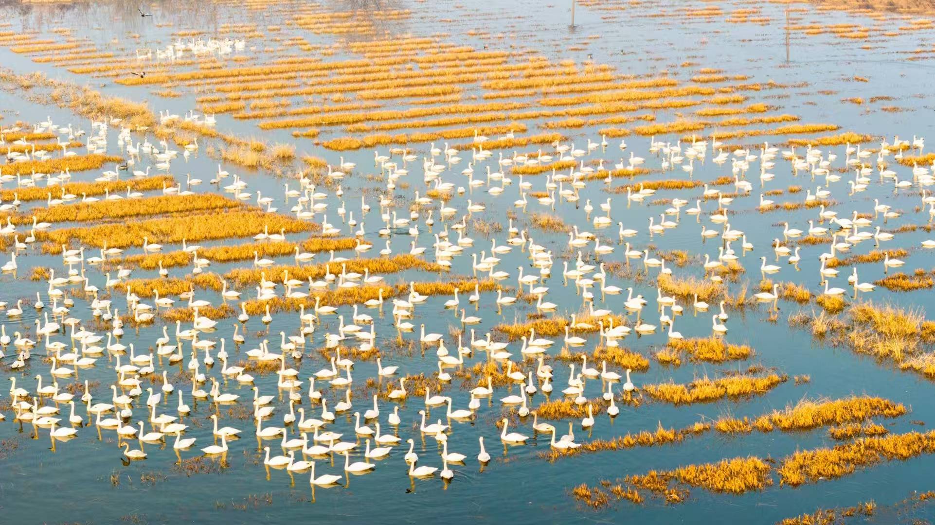 阳新网湖国际重要湿地草甸上布满水鸟。（通讯员 王润章 摄）