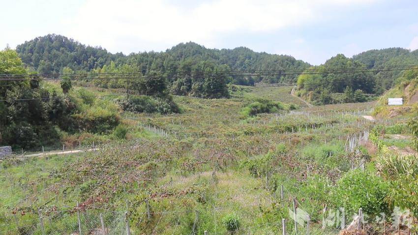 蕲春县大同镇李山村猕猴桃园