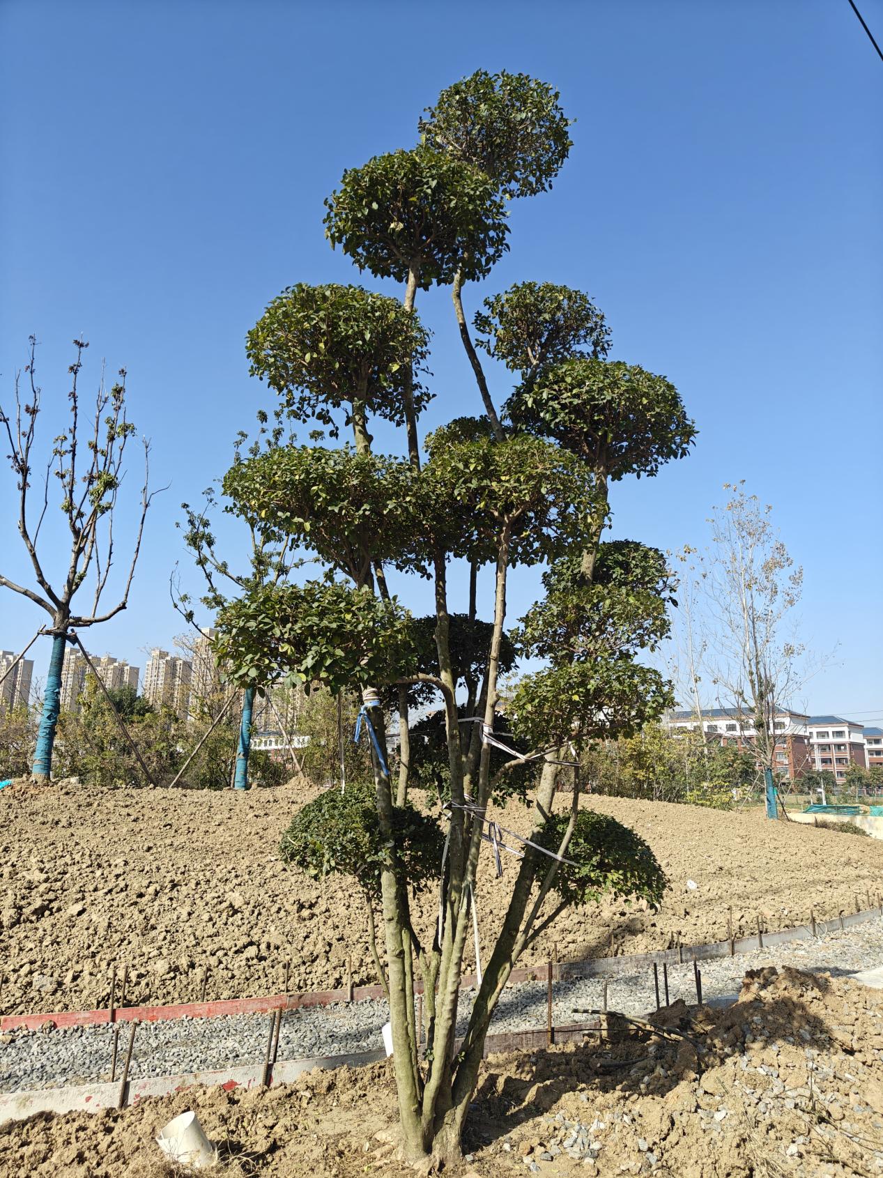 从交通干道到幸福廊道 福源路蝶变背后的民生温度.docx