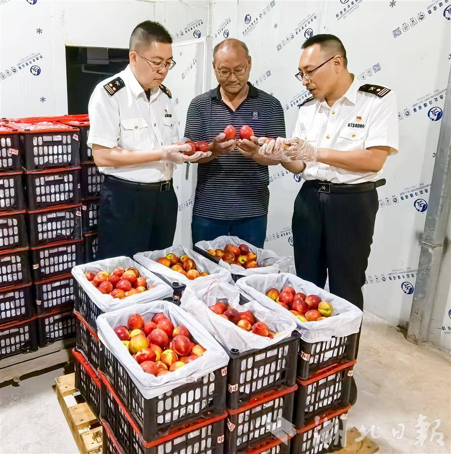 武汉海关关员对出口鲜桃进行现场监管。武关轩摄