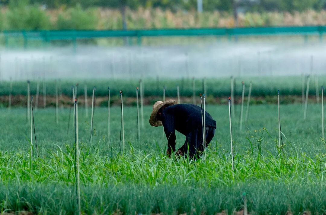 竹山县麻家渡镇营盘河村，农户抢抓农时进行香葱田间管护。  记者 刘昆 摄.jpg