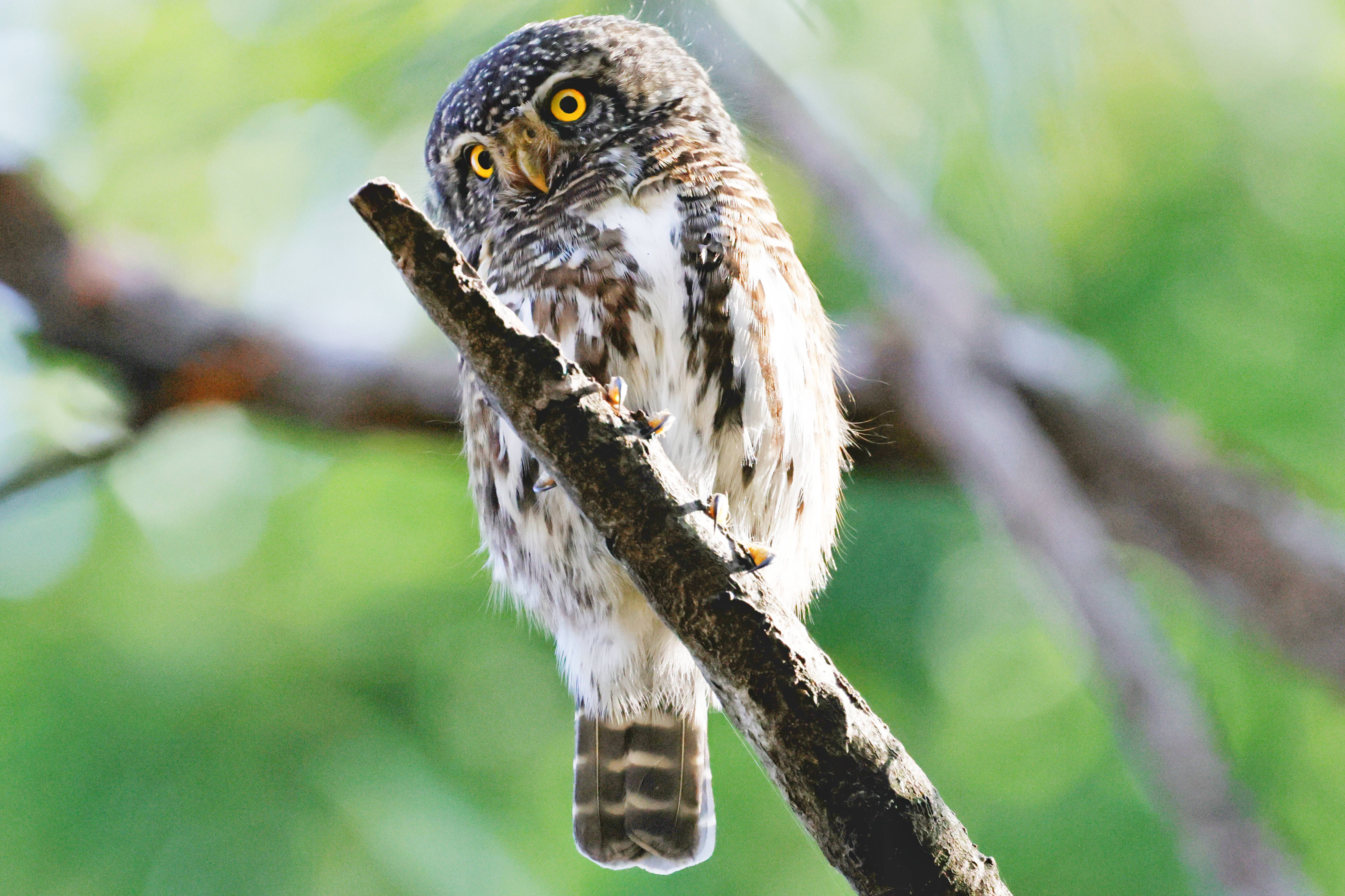 领鸺鹠。（刘涛 摄）