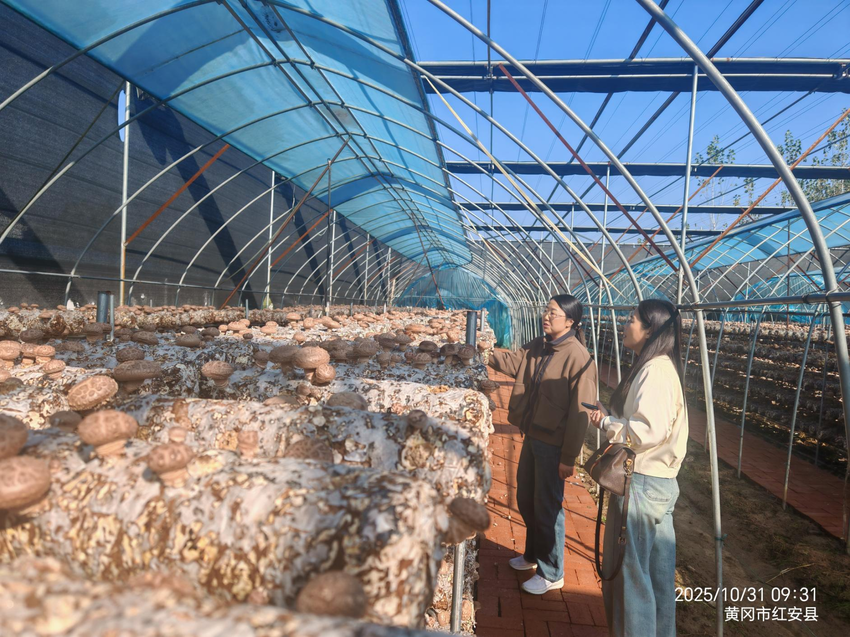 城关镇竹林香菇基地托起安置群众“稳稳的幸福”.docx