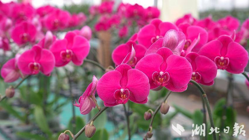 杏福园蝴蝶兰绽放新春 本土花卉点亮年味经济.doc