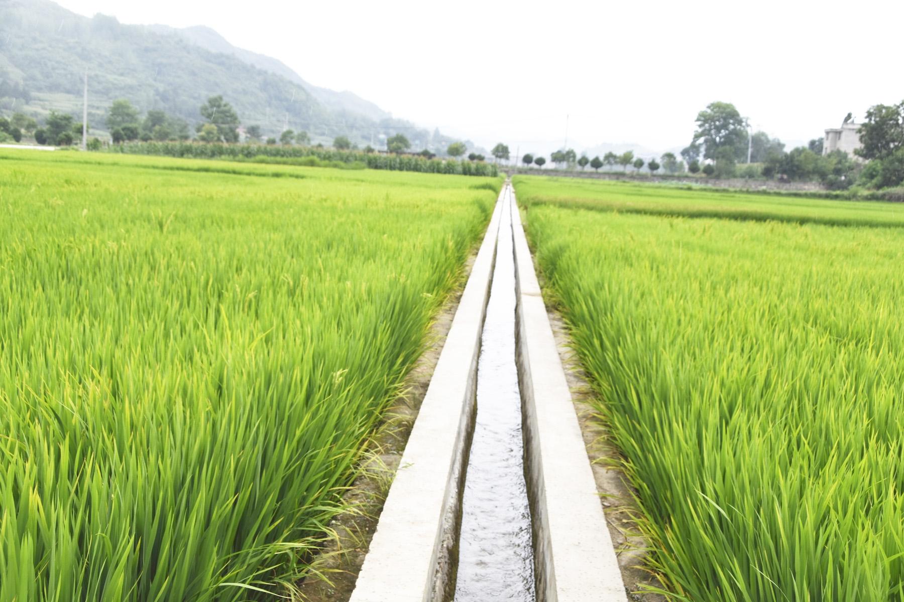绿油油的水稻、笔直的沟渠、成行的树林构成一幅山村田园美景图。