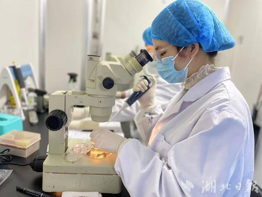 实验员正在清洗挑选受精卵。