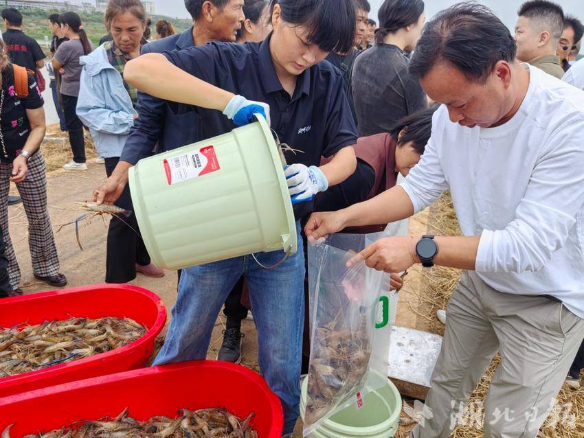 【庆农业丰收 享美好生活】稻花香里话丰收——2025年中国农民丰收节咸宁主会场在嘉鱼成功举办(1)(1).docx