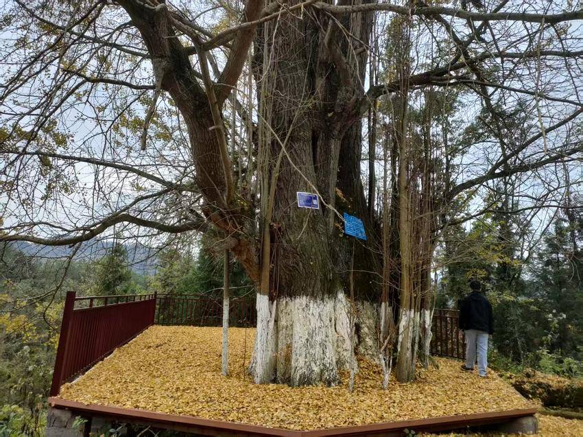 咸丰“四个到位”呵护892株古树名木