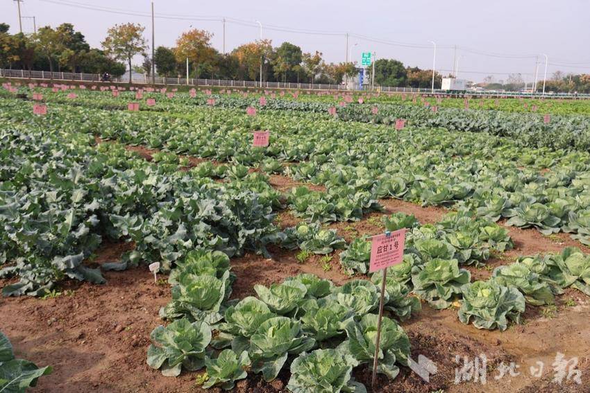 用科技打开现代农业发展新篇章——潘家湾镇蔬菜产业综述（科技篇）.docx