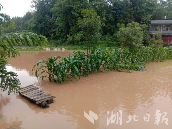 雨水淹没农作物及道路