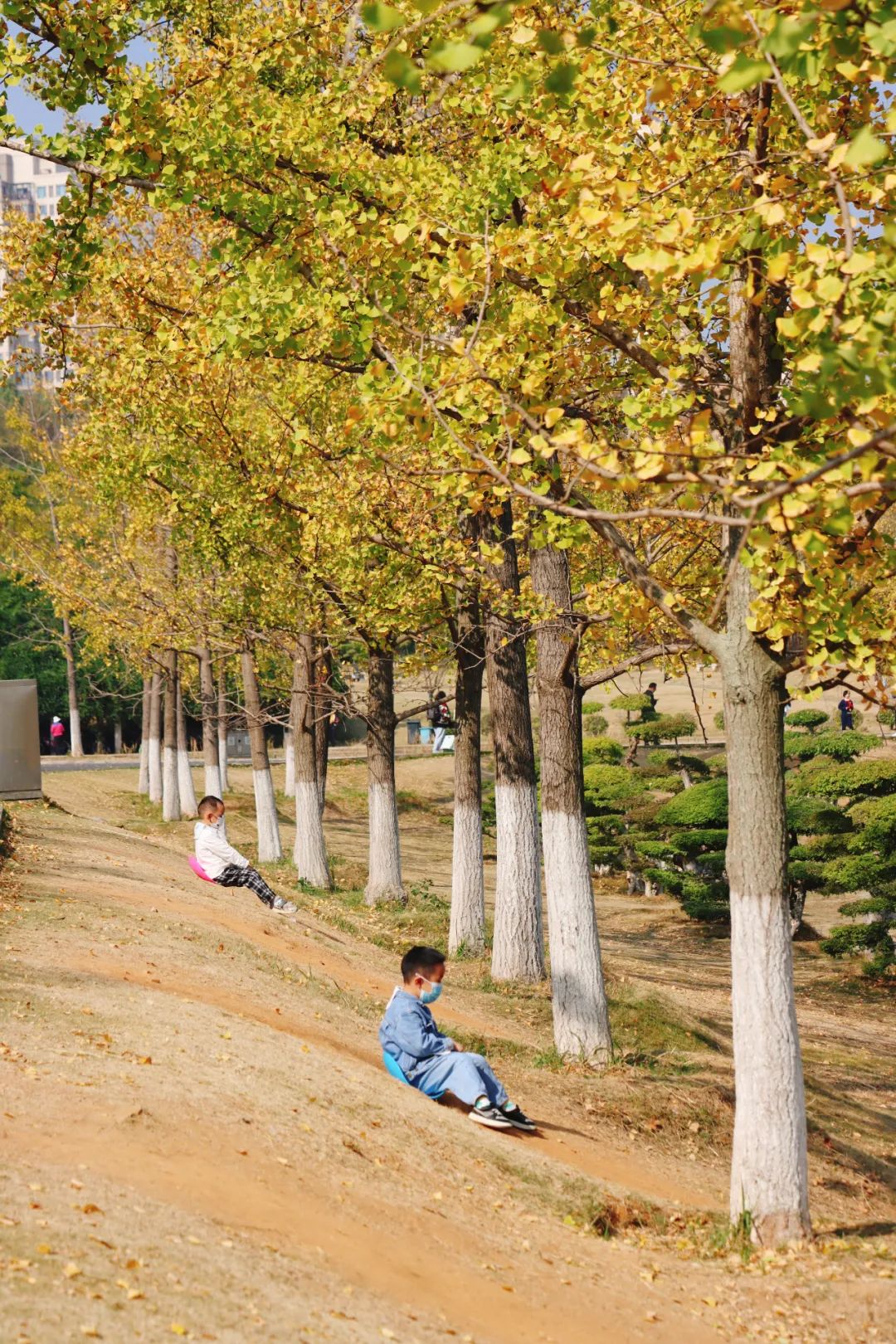 来藏龙岛湿地公园，赴一场银杏之约！