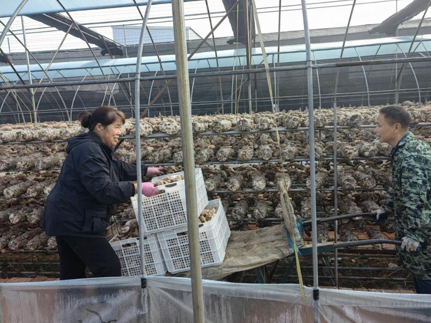 城关镇竹林香菇基地托起安置群众“稳稳的幸福”.docx