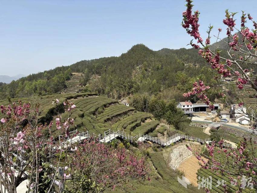 新闻稿《团黄贡茶》.docx