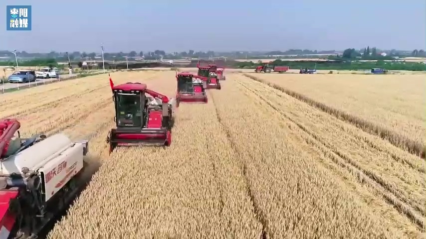 夏收进行时丨枣阳市147万亩小麦喜获丰收 各地抢时开镰收割 - 湖北日报新闻客户端