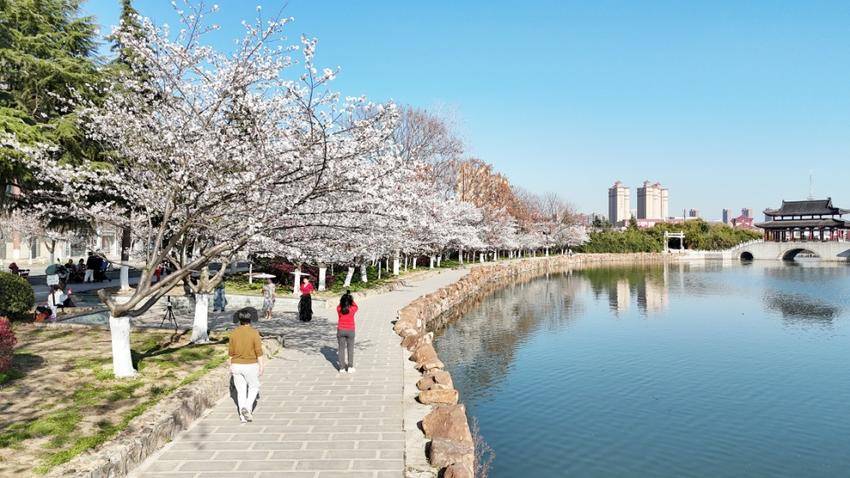 这条“樱花大道”，才是天门春日的“浪漫顶流”!.docx