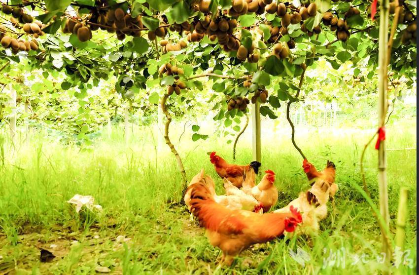 嘉鱼县林下生态立体种养双丰收(5).doc